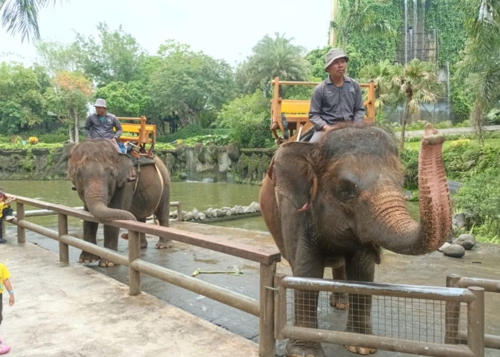 Gajah di Bali Zoo, Singapadu, Gianyar.