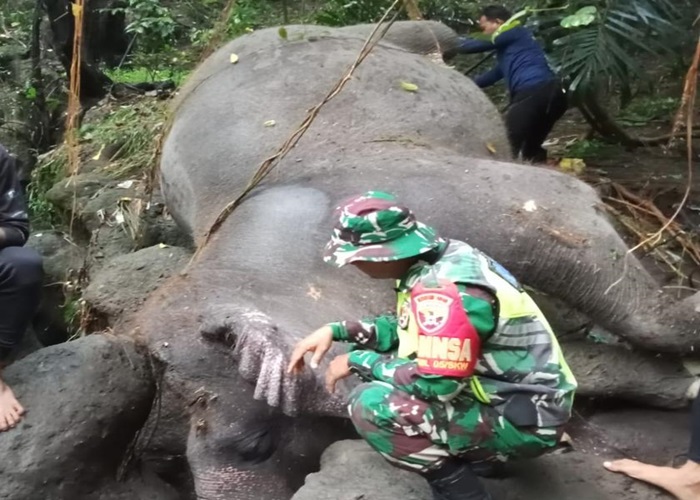 DITEMUKAN : Beredar foto Moly, gajah milik Bali Zoo yang hanyut dan ditemukan mati.