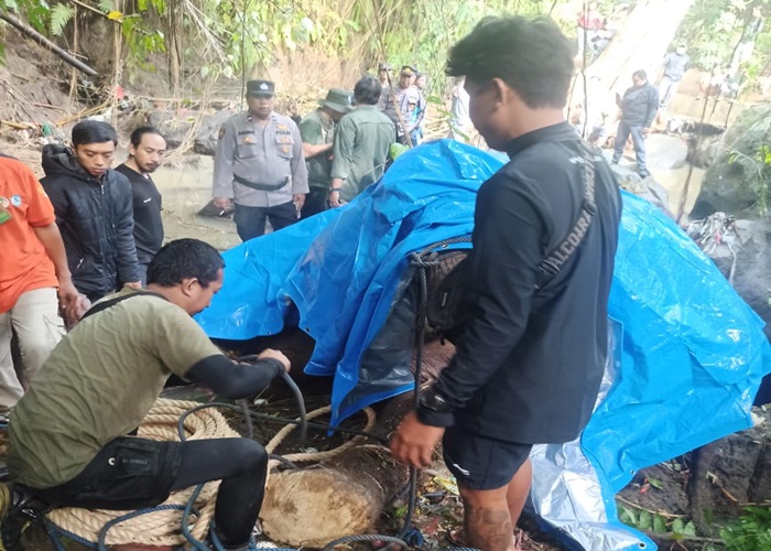 Proses evakuasi gajah milik Bali Zoo yang mati setelah hanyut.