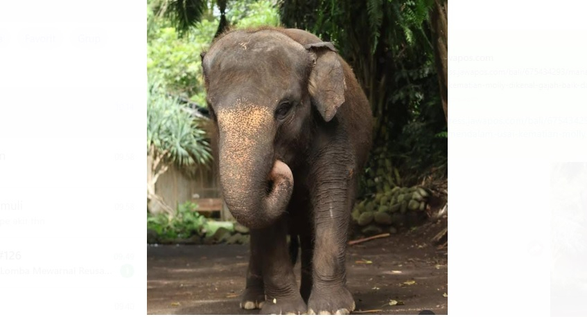 Managemen Bali Zoo sampaikan duka mendalam atas kematian Molly yang terseret arus sungai