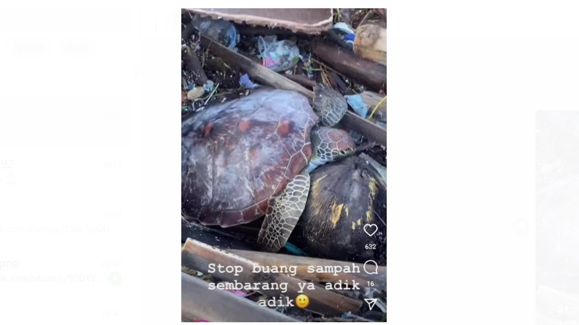 Seekor penyu terdampar dan tersangkut di sampah