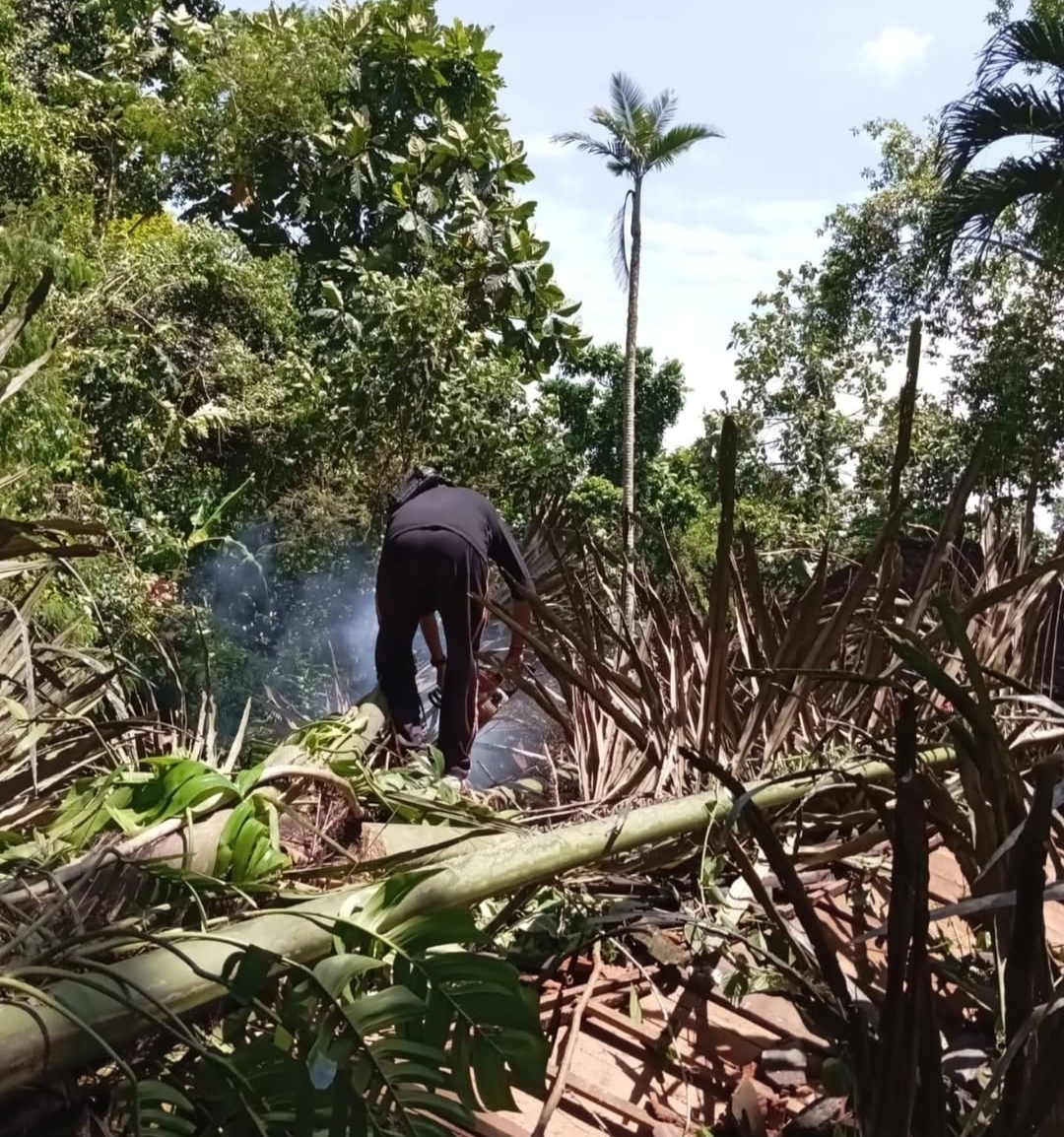 TUMBANG: Pohon enau tumbang di Pura Beji Penegtegan, Banjar Jadi, Desa Jadi ditangani BPBD Tabanan dibantu oleh masyarakat.