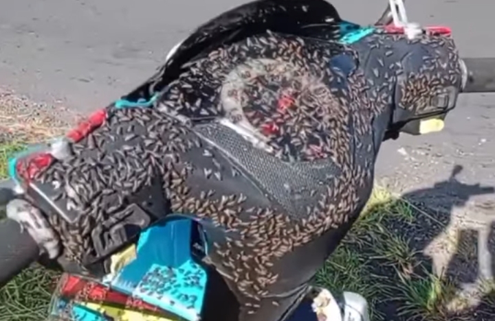 Lalat megerubuti sepeda motor di Kecamatan Kintamani, Kabupaten Bangli, Bali.