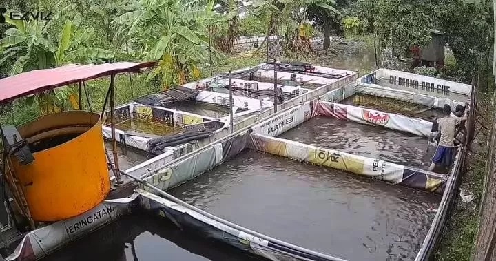 LELE: Kolam lele yang disanggongi empat pemuda di wilayah Balongbendo yang viral di media sosial hingga mengundang banyak komentar.