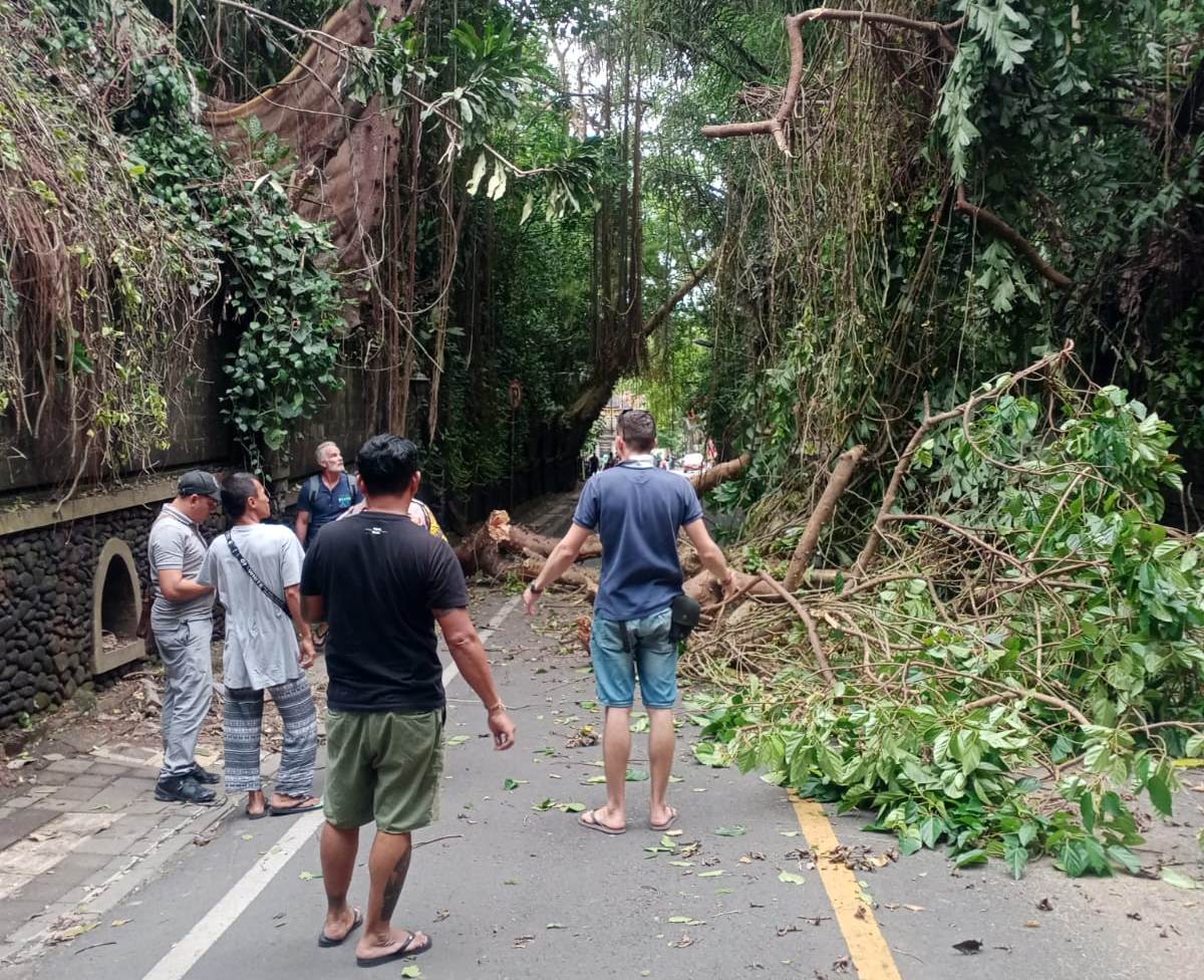 Sebuah pohon besar tiba-tiba tumbang dan menimpa sebuah mobil Kijang Innova yang sedang melintas Jalan Raya Campuhan, Ubud, pada Senin (30/12) siang.