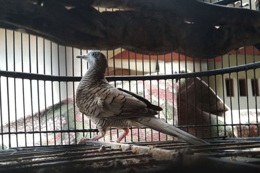 Burung Perkutut