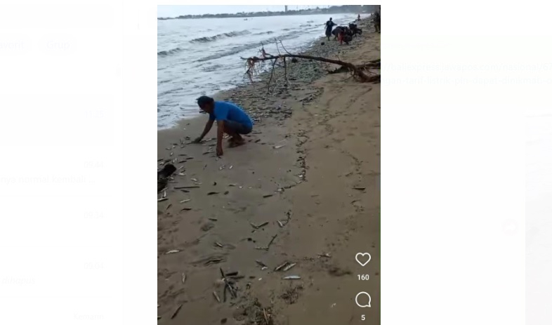 Warga sedang memungut ikan yang terdampar di Pantai Jimbaran Bali