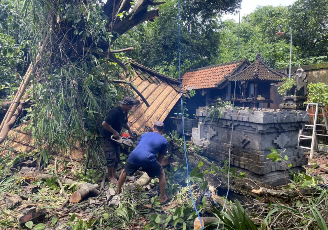 TUMBANG: Pohon tumbang yang menimpa Pura Manik Batu Dalem Pengalasan, di Banjar Muding Kelod, Kelurahan Kerobokan Kaja, Kuta Utara, Senin (6/1).