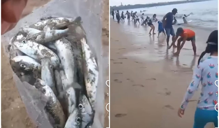Puluhan pedagang dan warga menangkap ikan lemuru yang terdampar di pantai