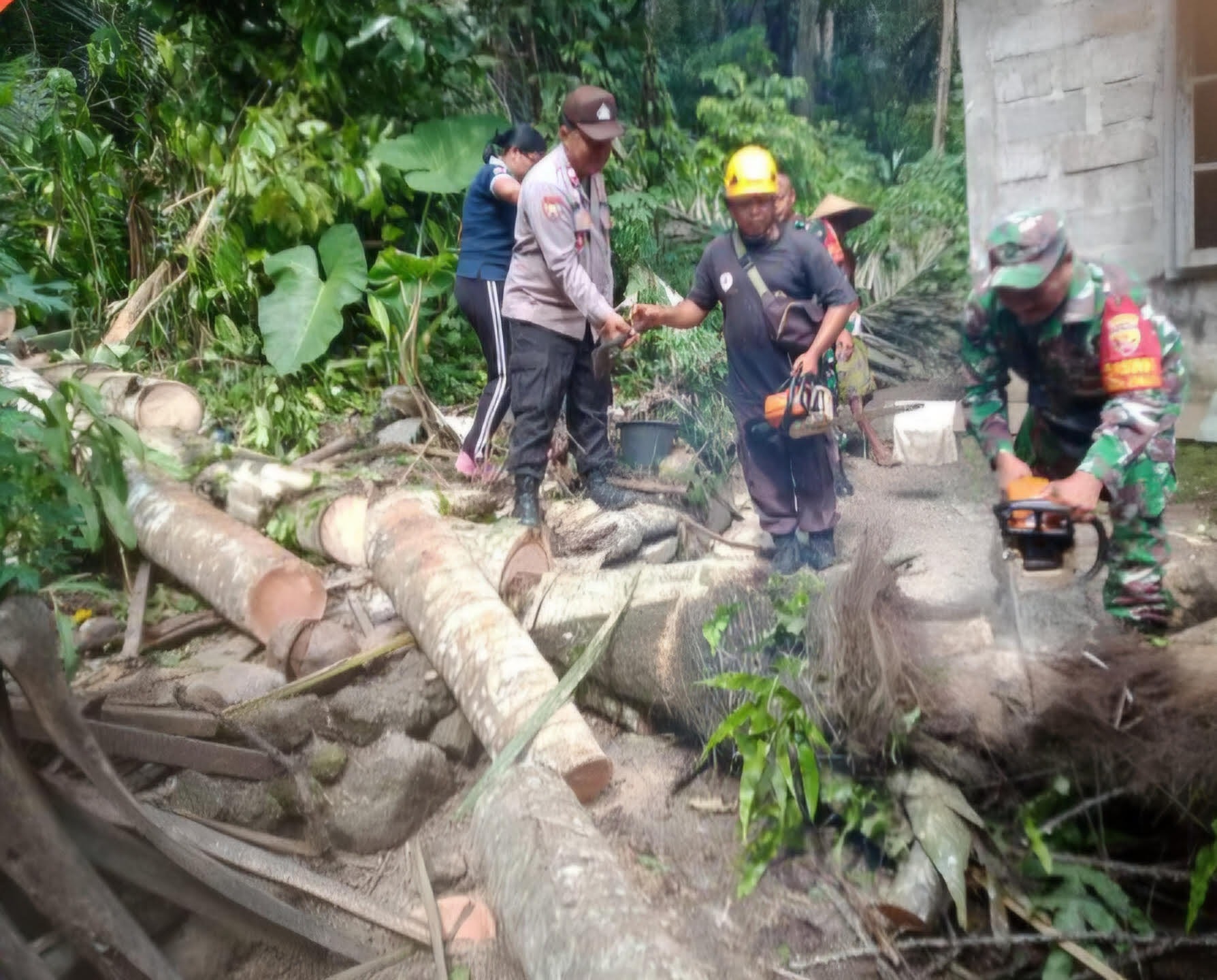 TUMBANG: Pohon tumbang menimpa dapur warga asal Banjar Dinas Bukit Kangin, Desa Tenganan, Kecamatan Manggis, pada Kamis (9/1).