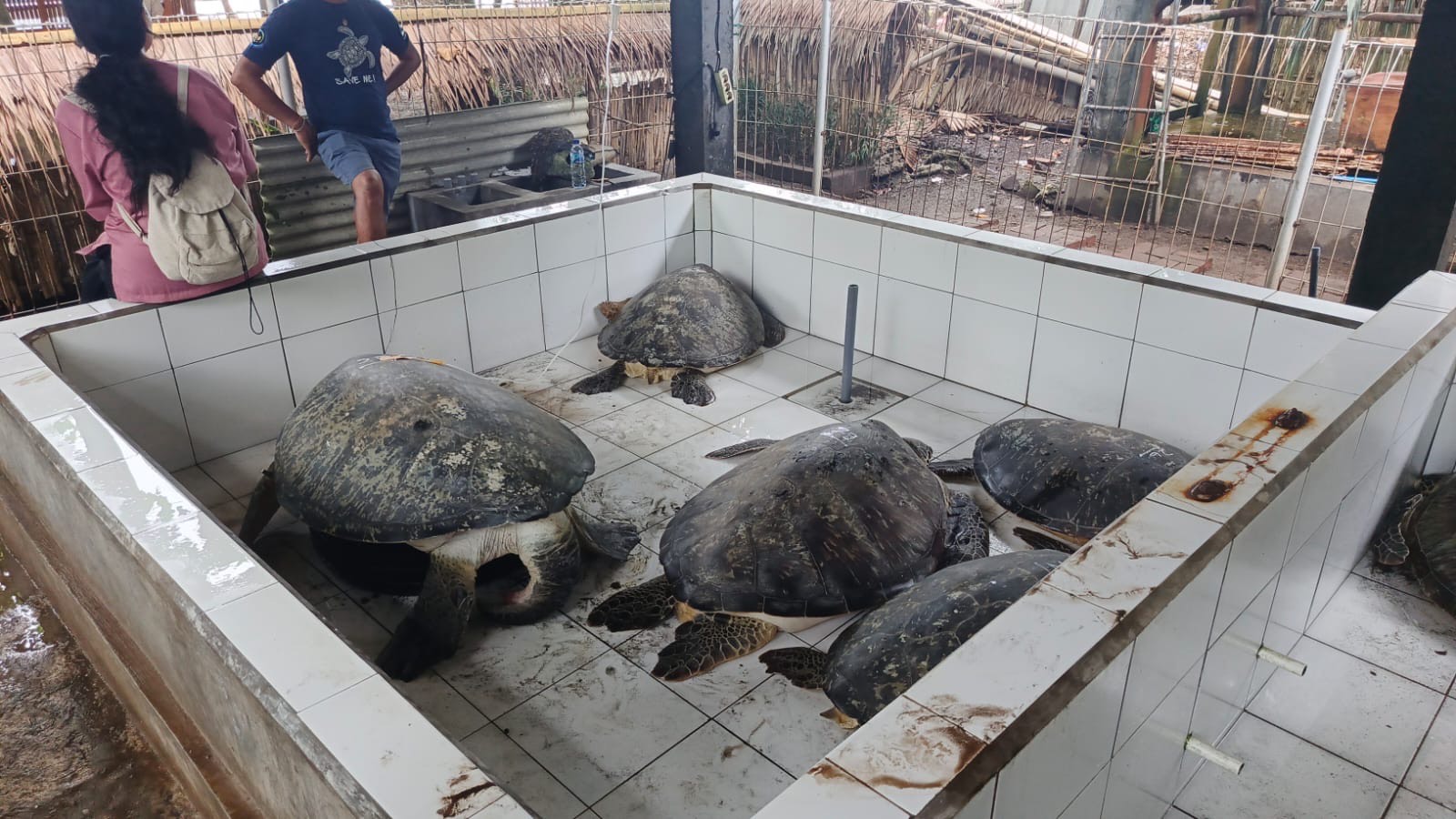 KARANTINA : Puluhan penyu hijau dikarantina di KPP Kurma Asih Perancak.