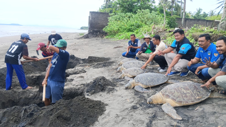 Penguburan bangkai penyu mati oleh Petugas BKSDA Bali serta relawan Kelompok Pelestari Penyu (KPP) Kurma Asih Desa Perancak di pesisir pantai Perancak.