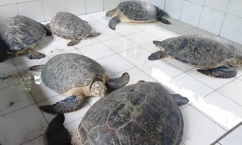 Polres Jembrana mengungkap kasus penyelundupan penyu yang diduga untuk kebutuhan kuliner