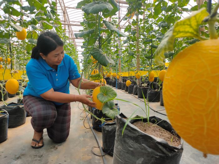 Dasrini saat berada di green house untuk mengontrol pertumbuhan melon premium.