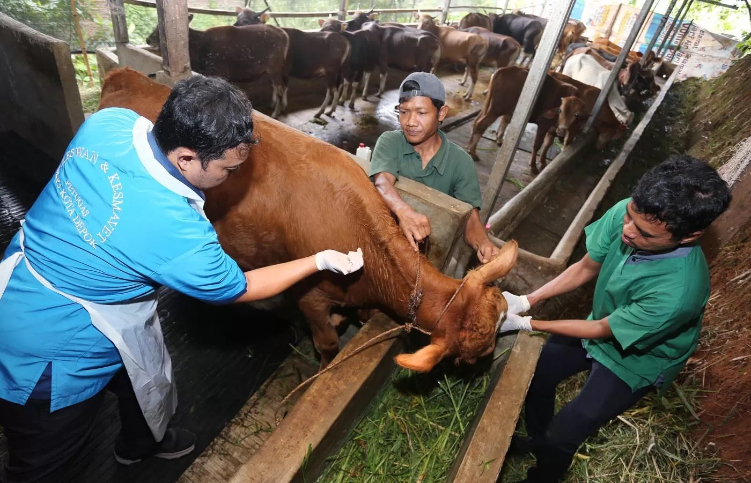 Dokter Hewan Bidang Peternakan dan Kesehatan Hewan menyuntikan vaksin PMK di Kandang sapi warga di Kecamatan Bojongsari Kota Depok Jawa Barat, beberapa waktu lalu