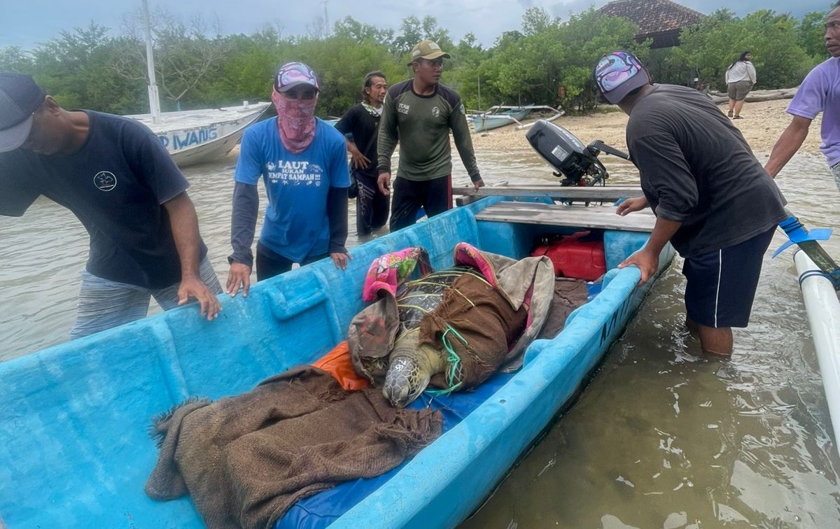 Nelayan menemukan penyu yang diduga diselundupkan lewat Pantai Pemuteran, Buleleng, Jumat (24/1/2025).