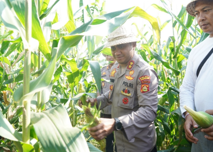 PANEN : Kapolres Klungkung AKBP Alfons W.P. Letsoin memanen jagung untuk mendukung ketahanan pangan.