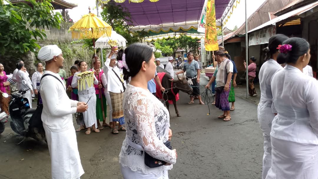 Mecaru Sapi Hitam Jantan di Desa Bulian, Kecamatan Kubutambahan, Buleleng