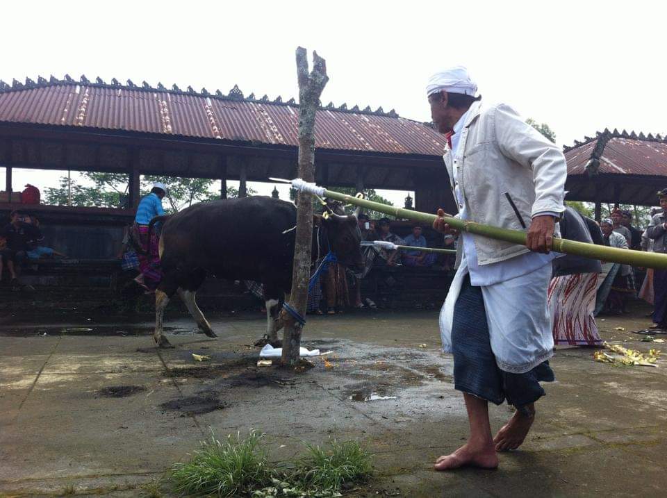 Ritual Posa di Desa Adat Bantang, Kintamani, Bangli