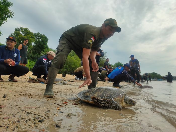 Pelepasliaran penyu hijau hasil selundupan di Teluk Banyuwedang, Desa Pejarakan, Buleleng.