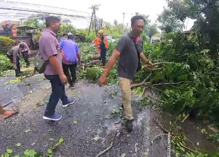 POHON TUMBANG : Dahan pohon patah yang menutupi Jalan Raya Denpasar-Gilimanuk, Kelurahan Tegalcangkring, Kecamatan Mendoyo, Jembrana, Sabtu (1/2/2025).