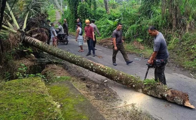 Pohon kelapa tumbang di Tabanan akibat angin kencang pada Sabtu (1/2/2025).