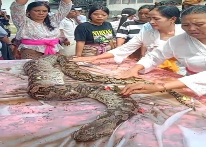 PENGUBURAN: Tangkapan layar, upacara penguburan layaknya manusia dilakukan warga di Nusa Penida terhadap ular sanca.