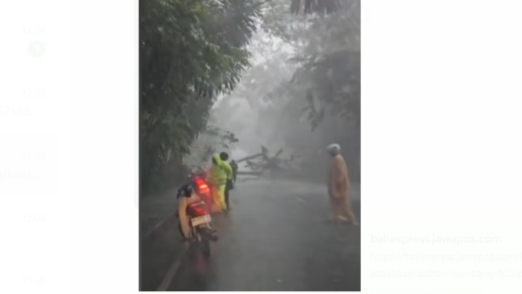 Cuaca ekstrem sebabkan pohon tumbang di Jalan Batukaru Denpasar