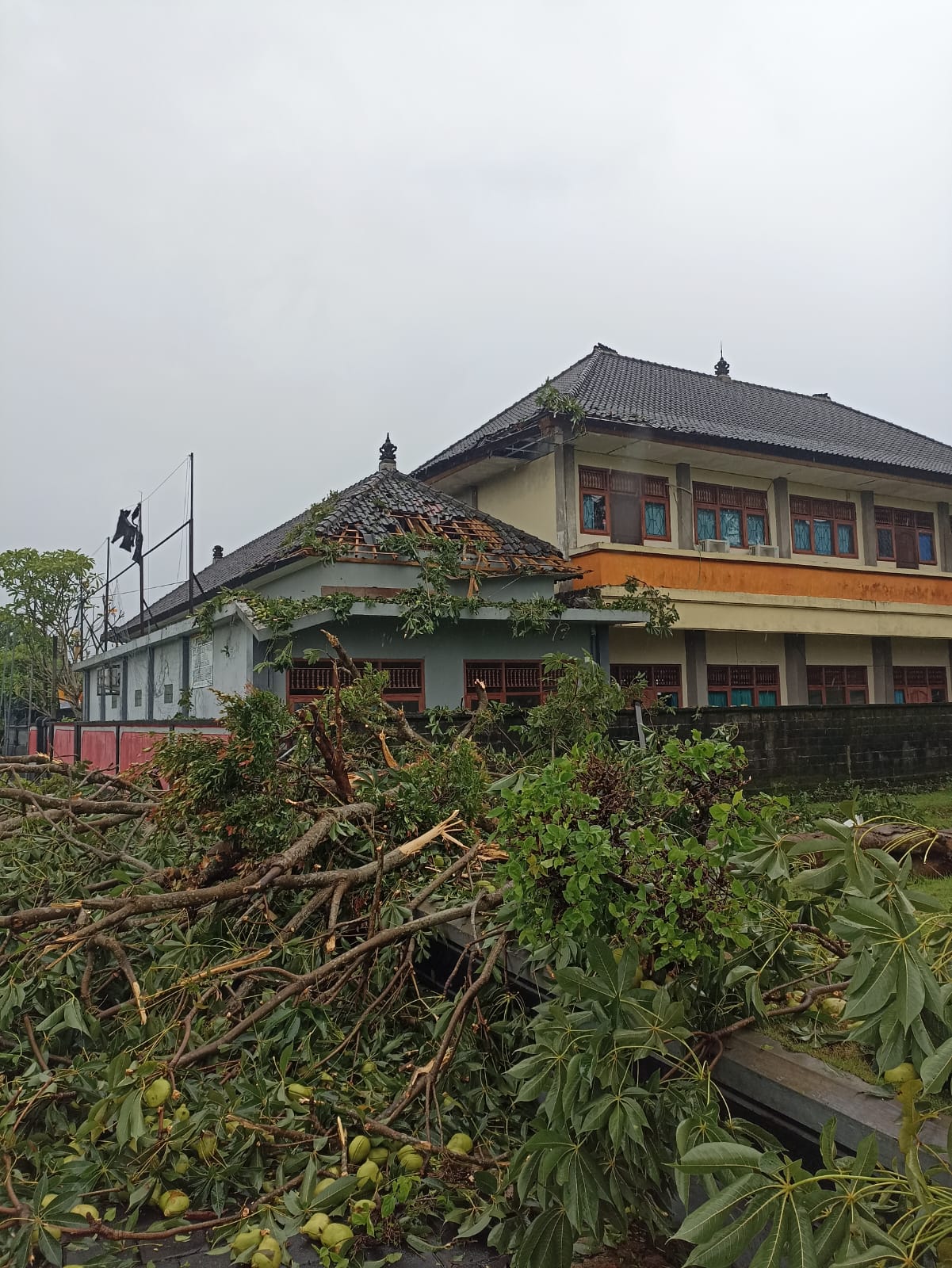 Pohon tumbang menimpa gedung SMPN 3 Kediri, Kaupaten Tabanan, Bali, Selasa (11/2/2025).