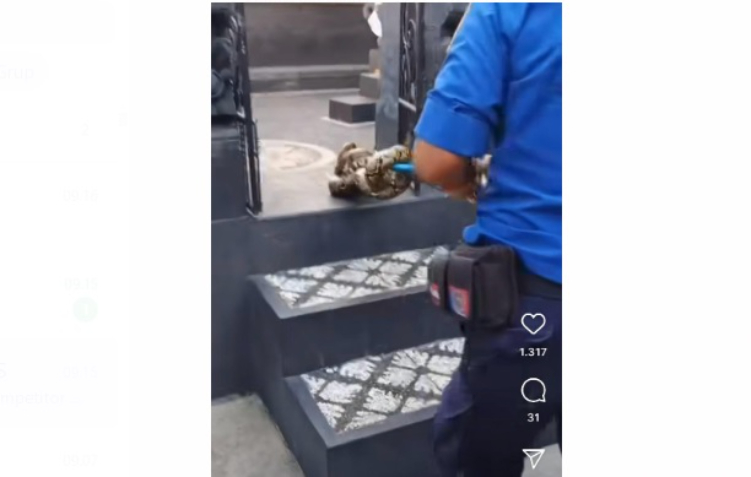 Tim damkar berhasil evakuasi ular di rumah warga
