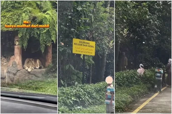 Viral video pengunjung Taman Safari nekat turun dari mobil