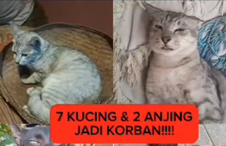 Hewan Peliharaan Mati Diracun di Seminyak, Warga Geram dan Minta Pelaku Ditangkap