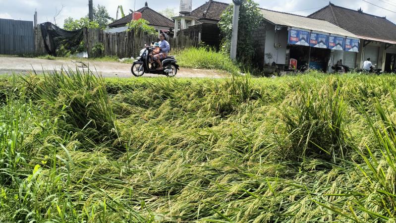 Padi rebah di Subak Babakan, Kecamatan Kediri, Kabupaten Tabanan, Bali.