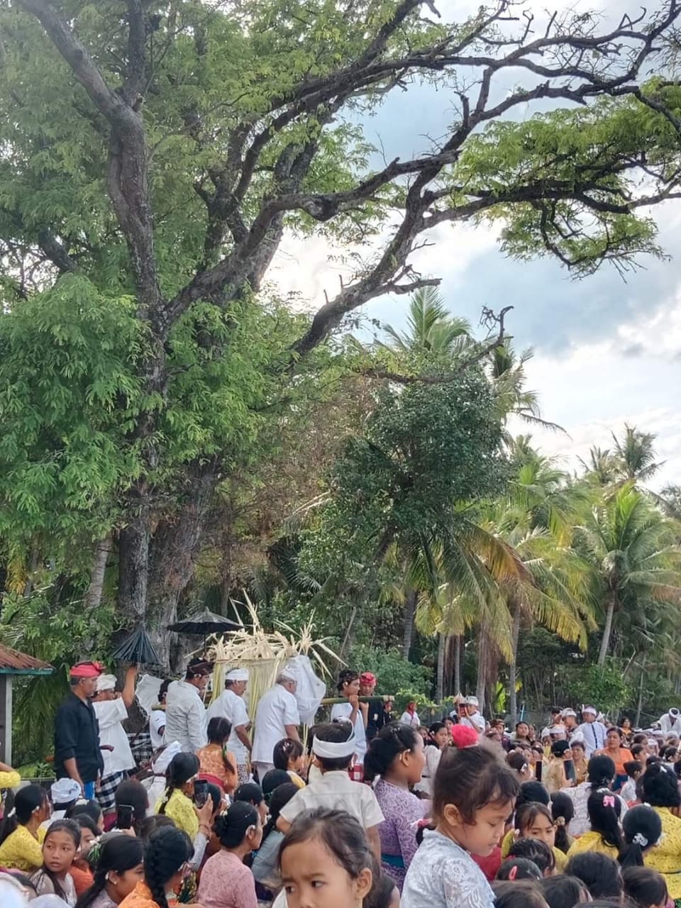 Tradisi Ngerarung bikul di Desa Julah, Kecamatan Tejakula, Buleleng yang dilaksanakan saat Sasih Kepitu