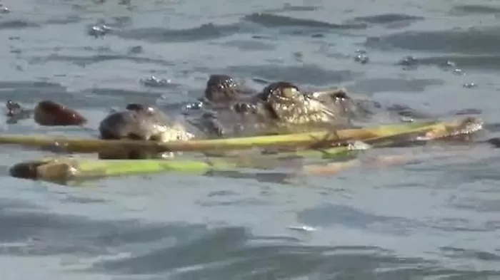 BUAYA:  (Ilustrasi) Buaya memangsa seorang pemancing hingga potongan tubuhnya ditemukan di perut predator tersebut .