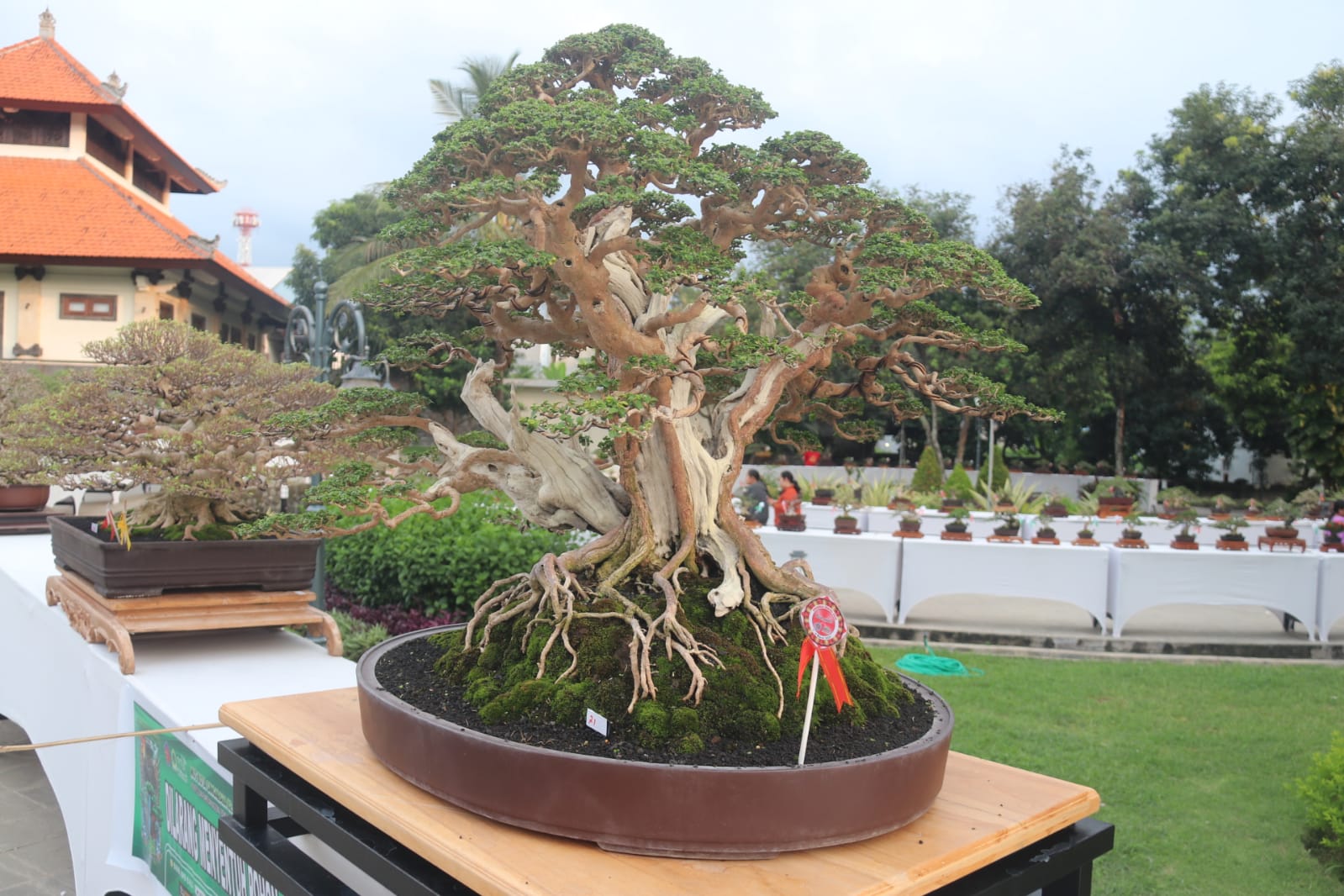 Salah satu dari ratusan Bonsai yang dipamerkan di RTH Bung Karno serangkaian HUT Kota Singaraja ke 421