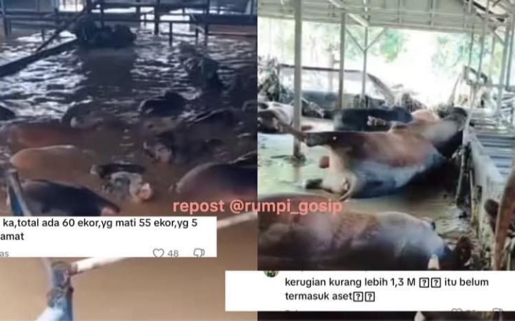 SAPI: Puluhan mati akibat terendam banjir di daerah Pekayon, Bekasi.