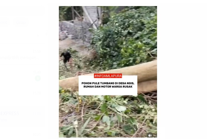 Pohon Pule Tumbang di Desa Ngis timpa rumah dan sepeda motor warga