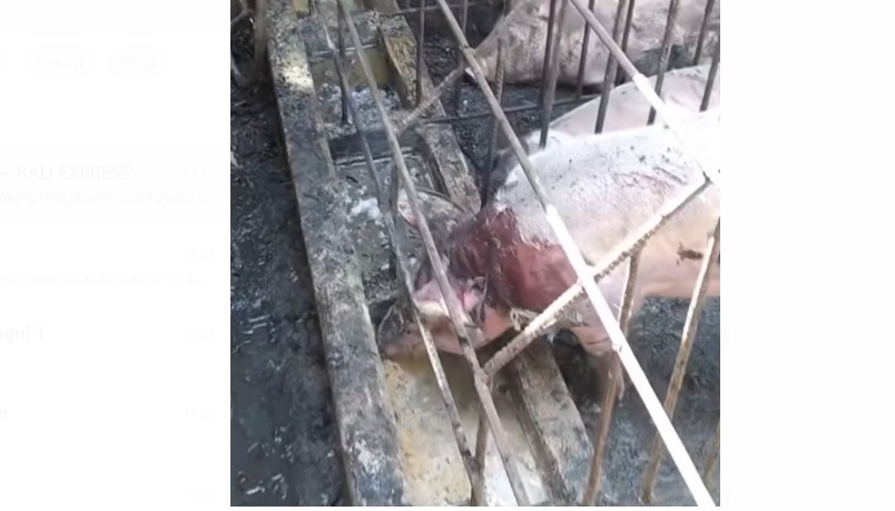 Sejumlah Babi alami luka bakar akibat kebakaran kendang Babi di Gianyar