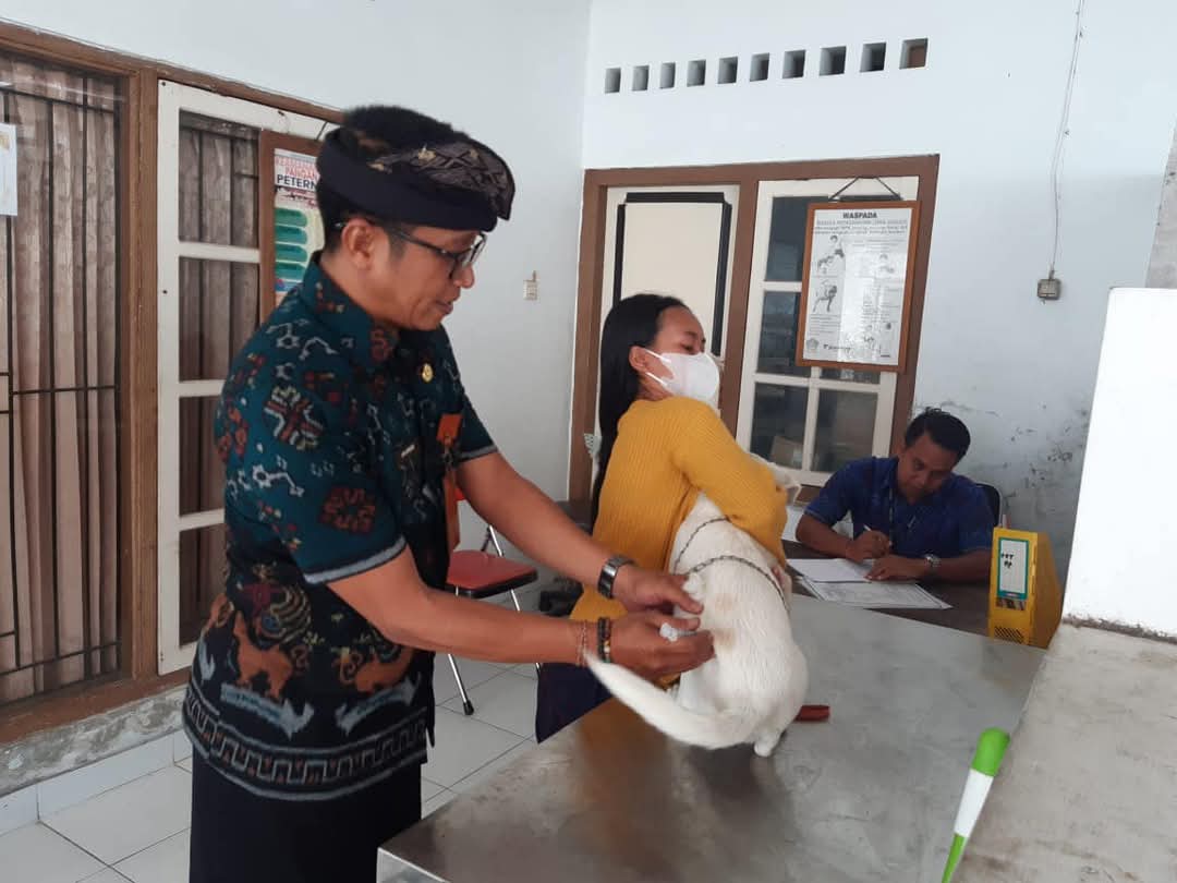 Dinas Pertanian Kabupaten Buleleng melakukan vaksinasi terhadap anjing-anjing milik warga.