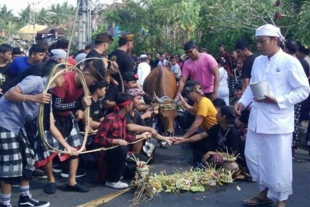 Tradisi sakral Hindu Bali bernama Mejaga-jaga yang sarat akan aura mistis di Klungkung.