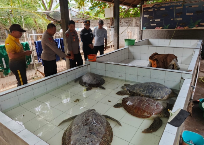 Kondisi penyu hijau yang berhasil diselamatkan Satpolair Jembrana yang dititipkan di lokasi penangkaran penyu Kurma Asih, Desa Perancak.