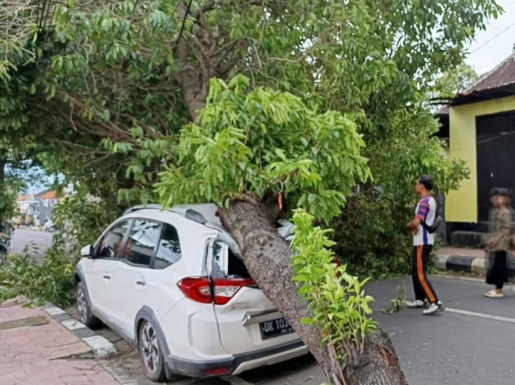 Sebuah mobil tertimpa pohon tumbang di Buleleng