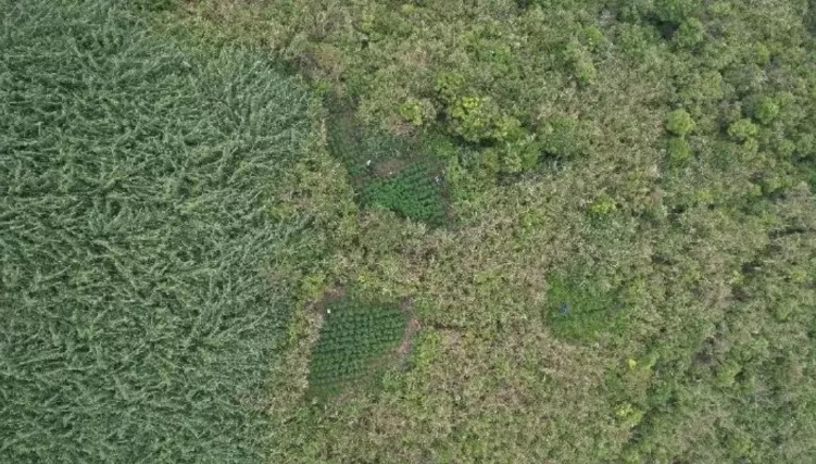 Foto udara yang menunjukkan ladang ganja di kawasan Taman Nasional Bromo Tengger (TNBTS)