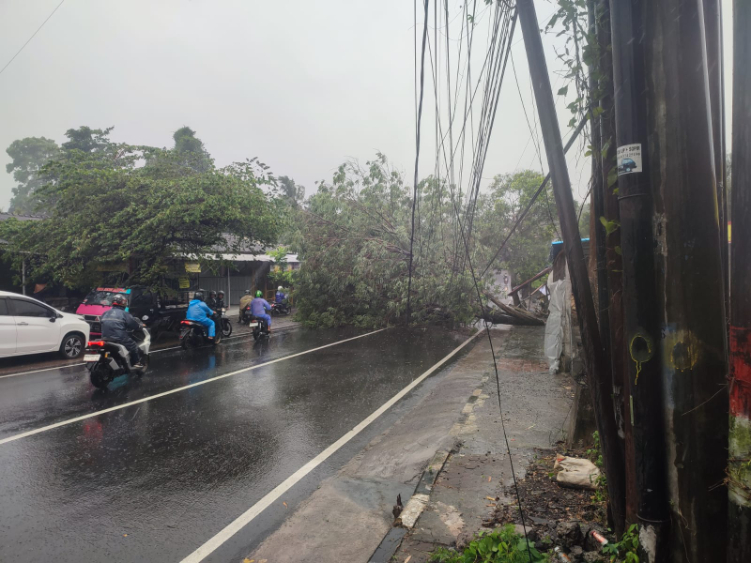Cuaca ekstrem sebabkan pohon tumbang terjadi di beberapa titik