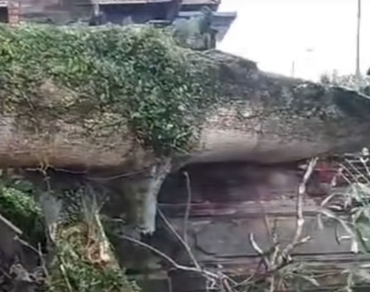 Pohon Pule Tumbang Menimpa Pura dan Gerasi Warga di Blahkiuh