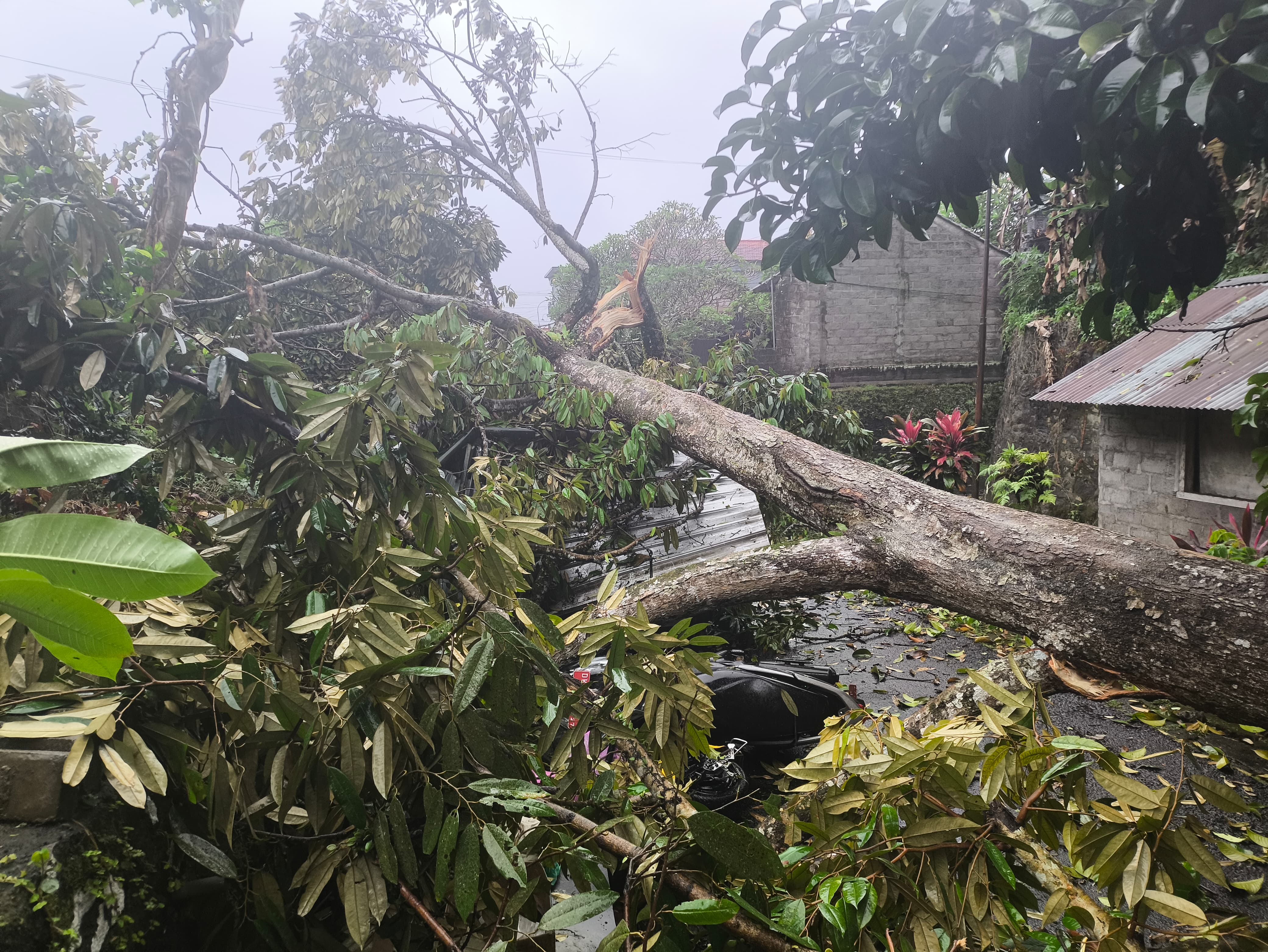 Pohon tumbang menimpa garasi dan merusak sepeda motor di Kelurahan Bebalang, Kabupaten Bangli, Bali, Rabu (19/3/2025).