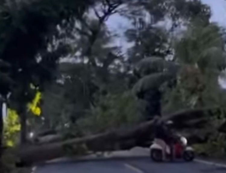 Pohon besar tumbang di jalan Raya Sembung mengakibatkan arus lalu lintas terhambat