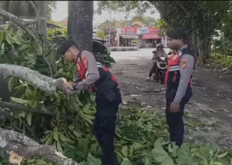Pihak kepolisian membantu mengevakuasi pohon tumbang di Jimbaran