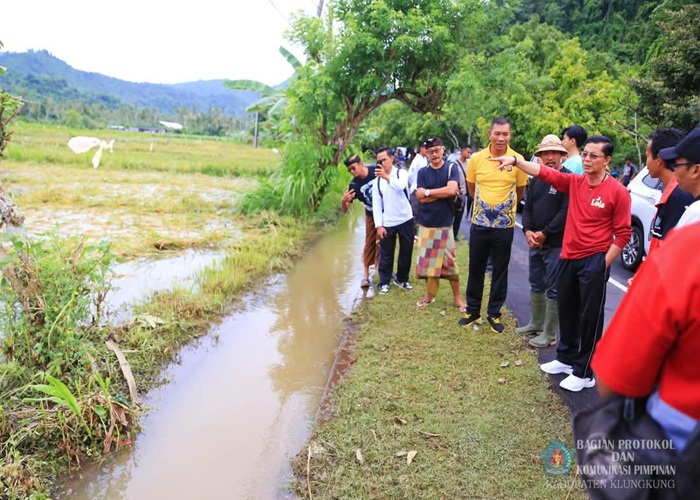 TINJAU : Bupati Klungkung I Made Satria turun langsung meninjau lokasi banjir yang merendam areal persawahan di Desa Pikat, Kecamatan Dawan, Jumat (21/3/2025).